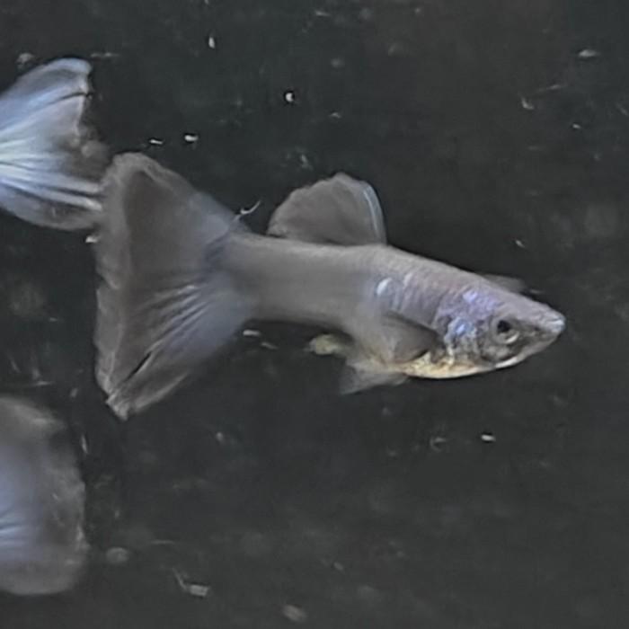 guppy (moscow blue)