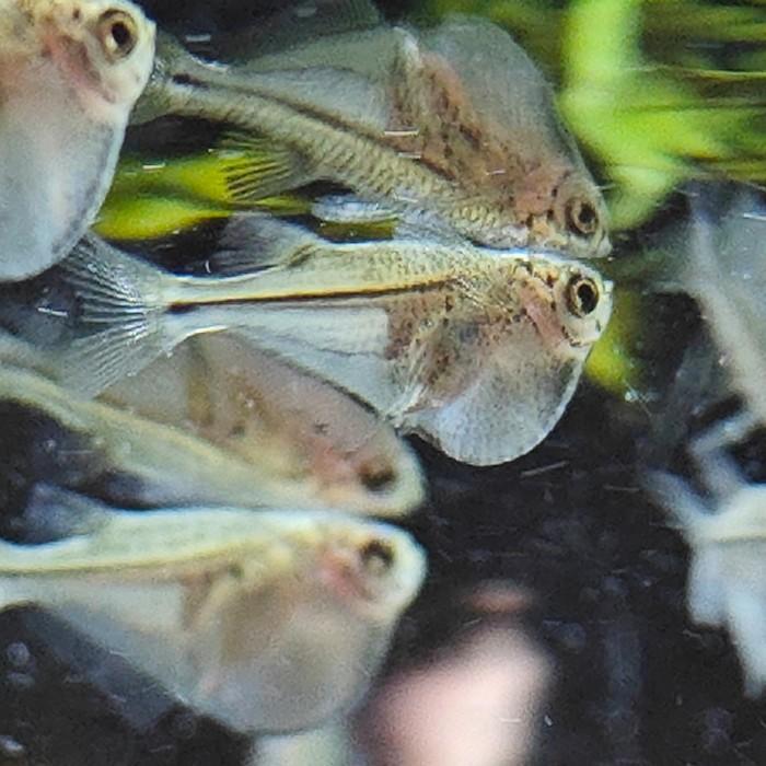 Thoracocharax securis