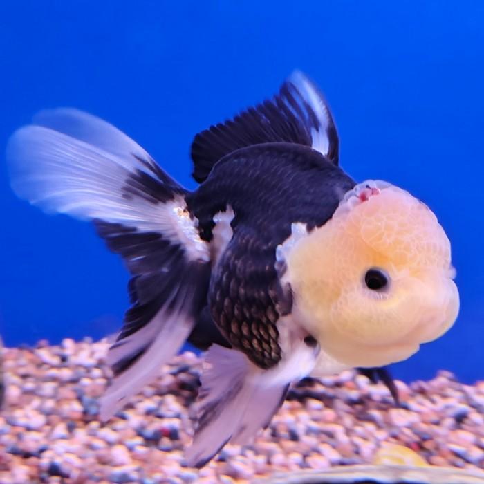 oranda black&white