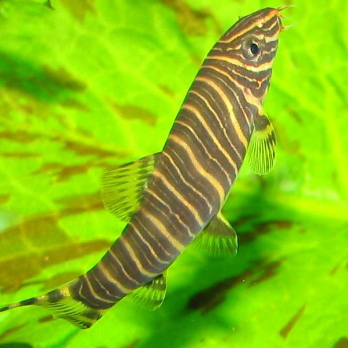 botia striata