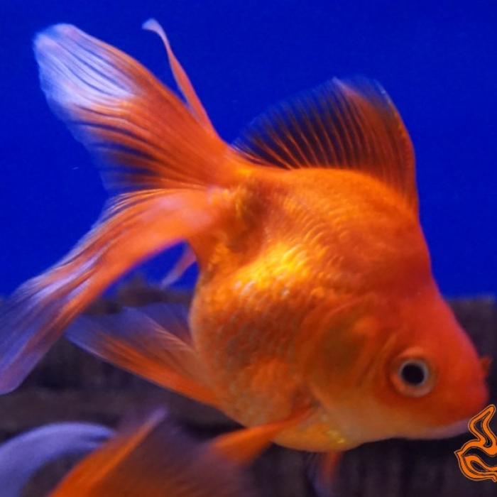 Carrasius auratus Ryukin rood