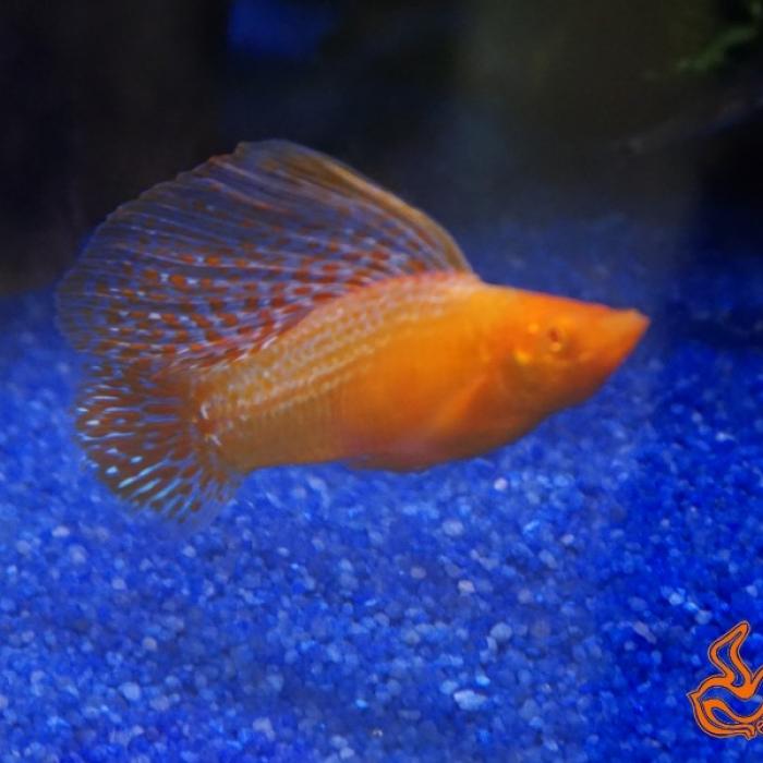 Molly velifera goud