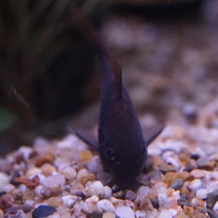 Corydoras aeneus black
