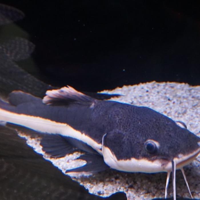 Phractocephalus hemioliopterus