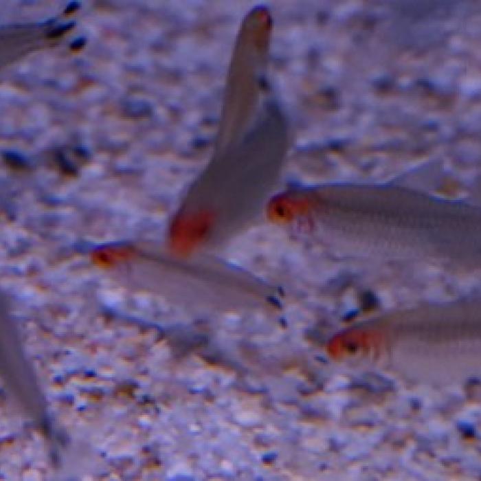 Hemigrammus bleherii