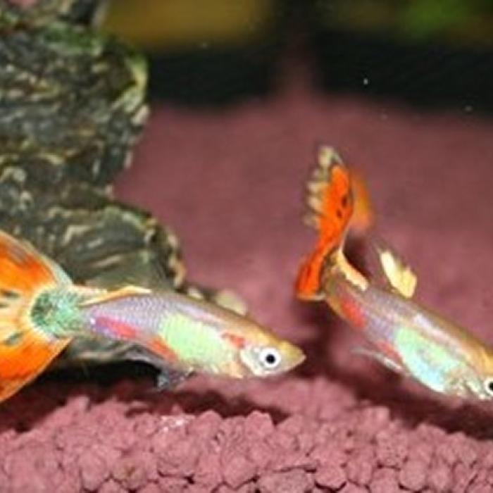 lebistes reticulatus (rood/multicolor)