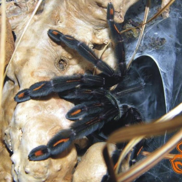 Psalmopoeus irminia