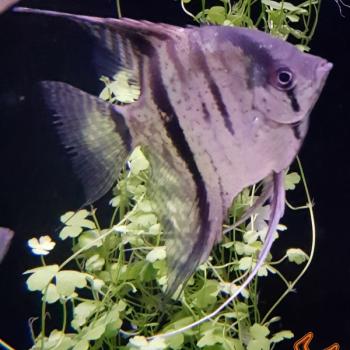 Pterophyllum scalare (zebra)