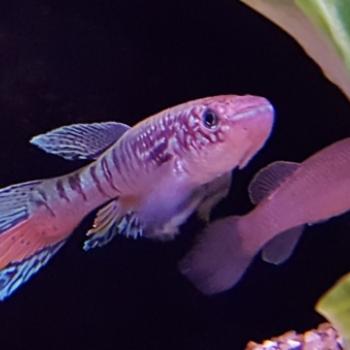 Aphyosemion sjoestedti