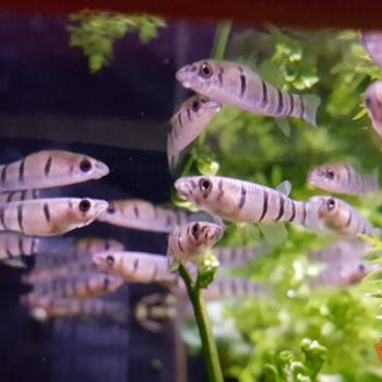 Epiplatys dageti