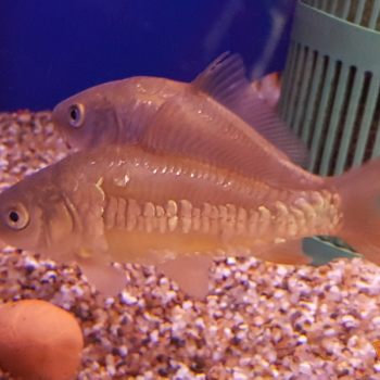 Cyprinus carpio