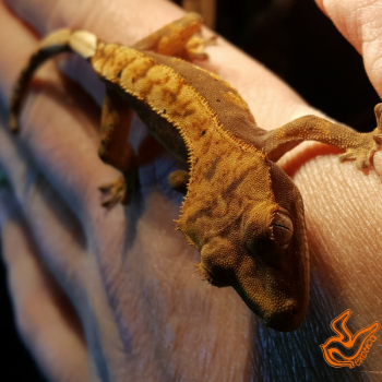 Correlophus ciliatus
