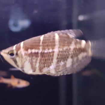Sphaerichthys o. selatanensis