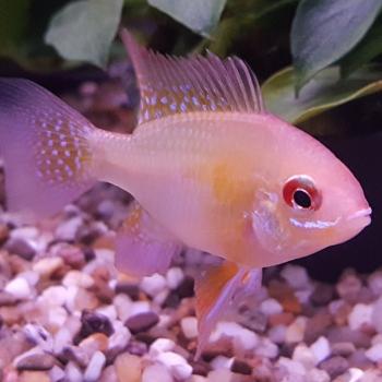 Microgeophagus ramirezi (gold)