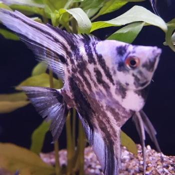 Pterophyllum scalare marble