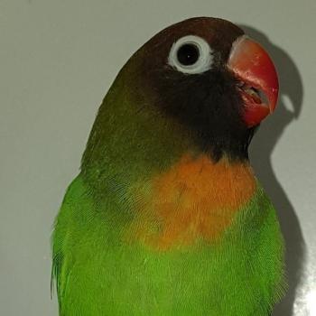 agapornis personata