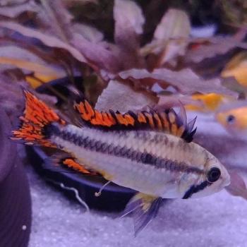 Apistogramma cacatouides triple red