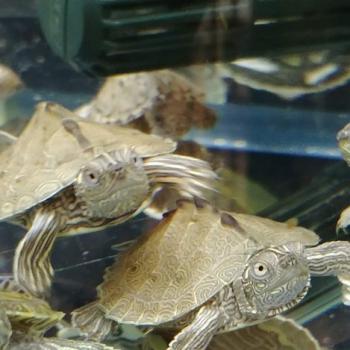 Graptemys p. pseudogeographica