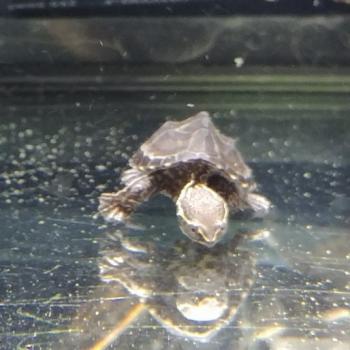 Sternotherus odoratus