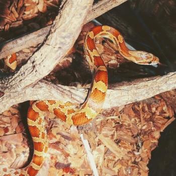 Pantherophis guttata
