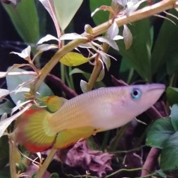 Aplocheilus lineatus