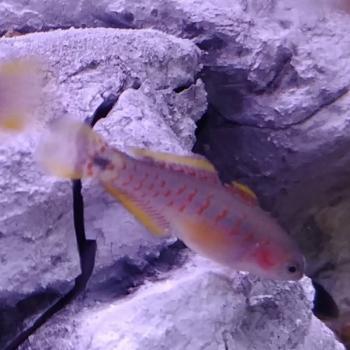 Tateurdina ocellicauda