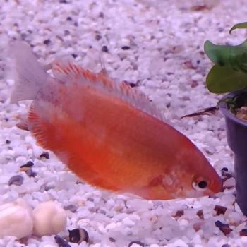 Colisa labiosa