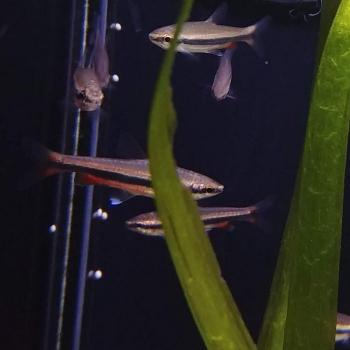 Nannostomus beckfordi | Drupal