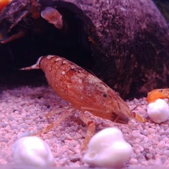 Atyopsis moluccensis