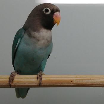 Agapornis nigrigenis blauw