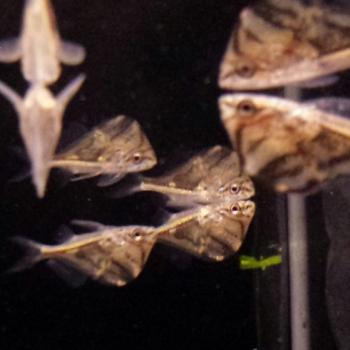Carnegiella strigata strigata