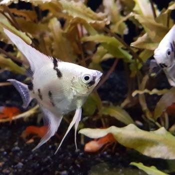 Pterophyllum scalare koi