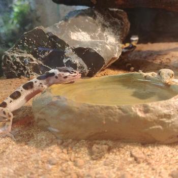 Eublepharis macularius