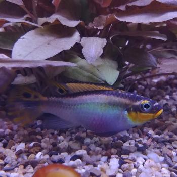 Pelvicachromis taeniatus nigeria red (vrouw)