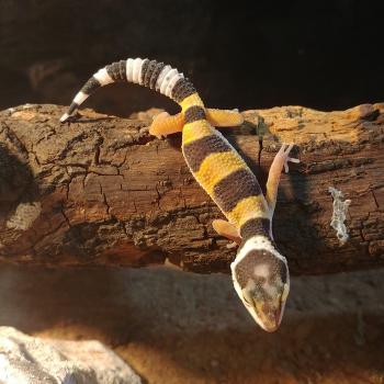 Eublepharis macularius