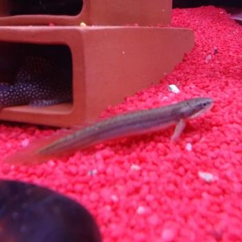 Polypterus senegalensis