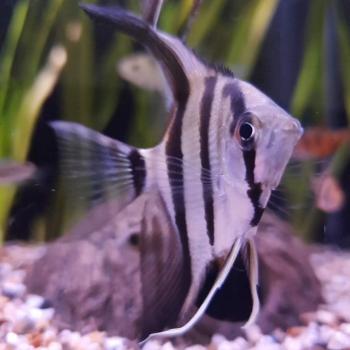 Pterophylum scalare (blank)