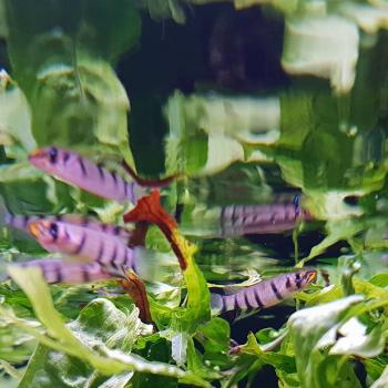 Epiplatys dageti