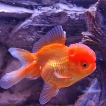 oranda red