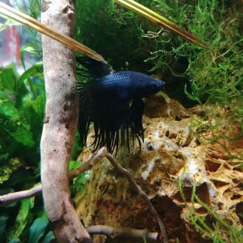 betta crowntail black orchid (man)