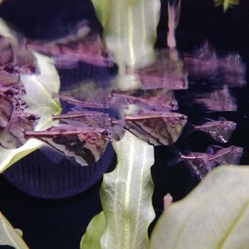 Carnegiella strigata strigata