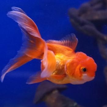 oranda red