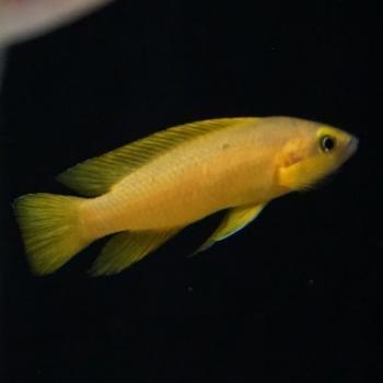 Lamprologus leleupi