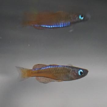 Pseudomugil paskai
