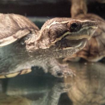 Sternotherus odoratus