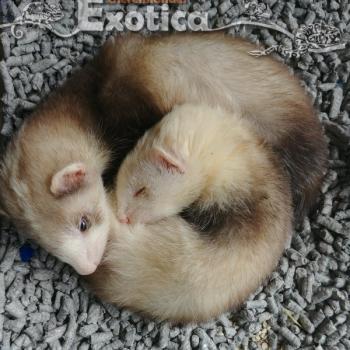 Mustela putorius furo