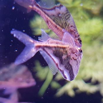 Carnegiella strigata strigata
