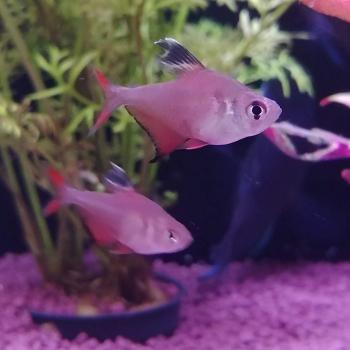 Hyphessobrycon robertsi (man)