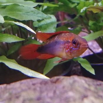 Apistogramma agassizi (man) dubbelrood