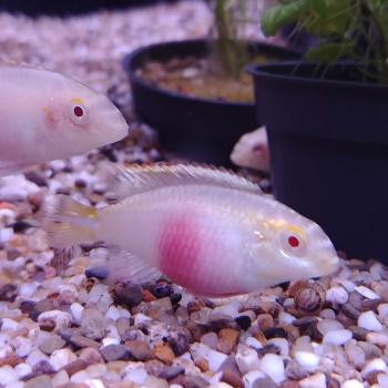 Pelvicachromis kribensis albino (vrouw)